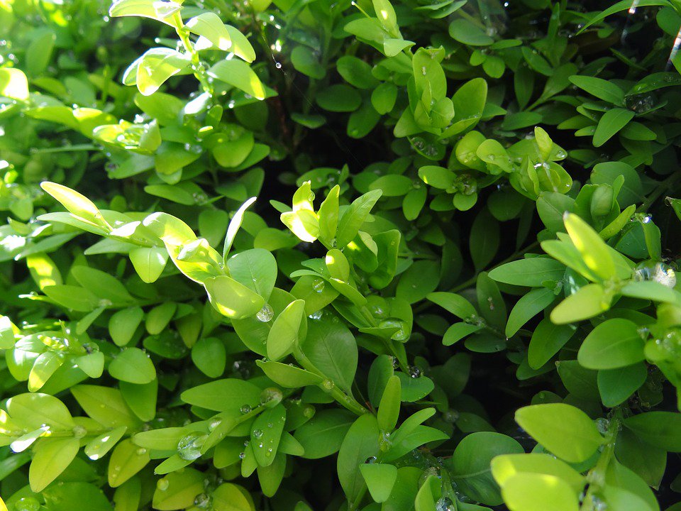 Why think outside the box for #hedging? Here's why: it's evergreen, fast-growing and manageable. Do you think #buxusisbest?