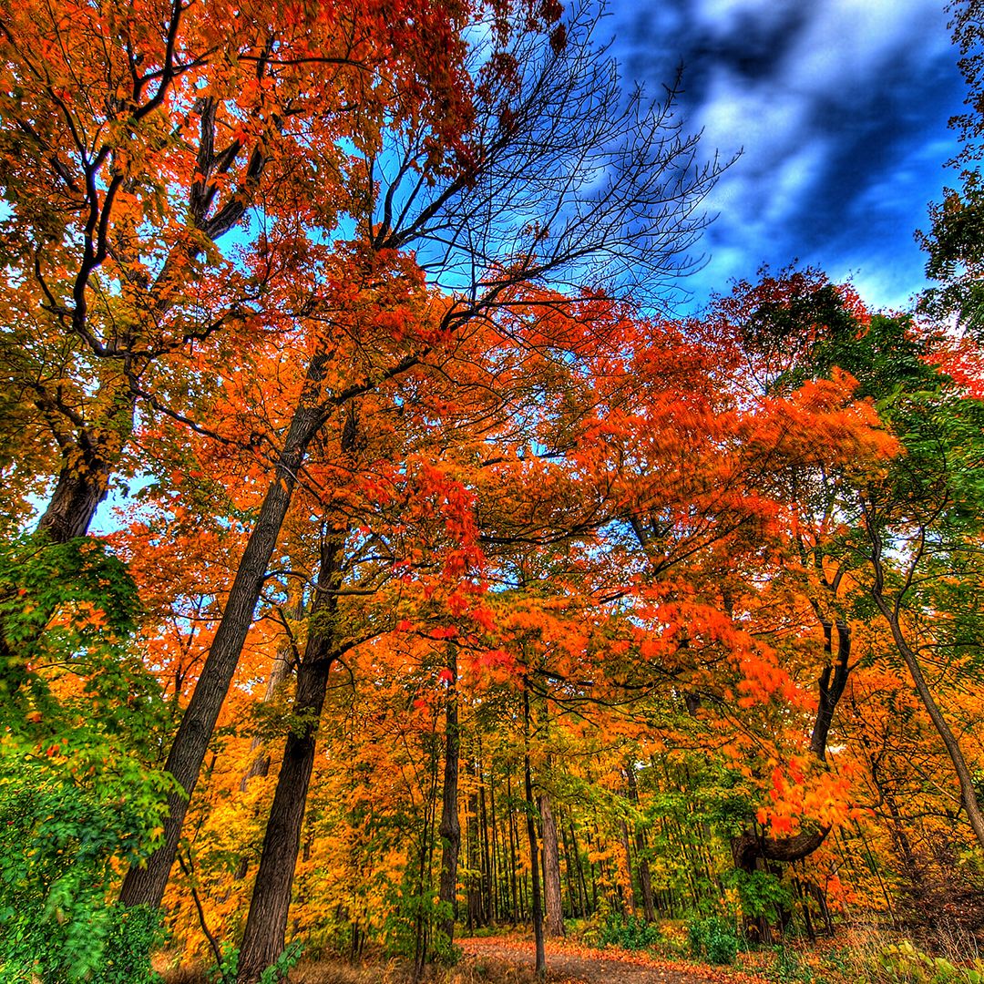 Piclogy's tweet image. Autumn in Mississauga, Ontario, #Canada | Photography by ©Paul Bica