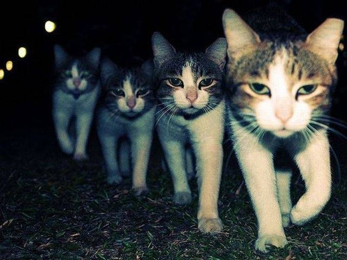bossanovababe's tweet photo. บอยแบนด์ขนฟู ~ 😼 https://t.co/ExHNJuhdrx