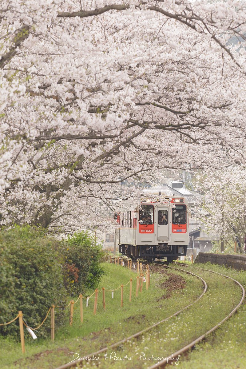 Daisuke 17浦ノ崎駅の桜まとめ 今年桜スポットはかなりの数回りましたが その中でもお気に入りの場所の一つです 撮影者のマナー問題はありますが 来年も撮影できたらいいな Sakuradelic 浦ノ崎駅 桜 伊万里 佐賀 T Co Jyyuy9ukq7