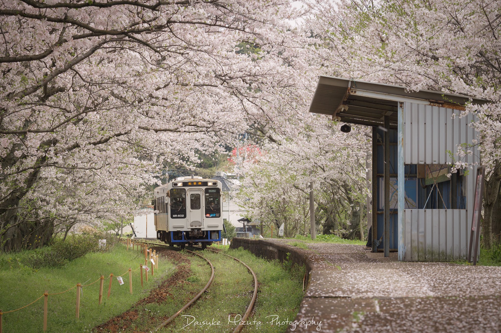 Daisuke 17浦ノ崎駅の桜まとめ 今年桜スポットはかなりの数回りましたが その中でもお気に入りの場所の一つです 撮影者のマナー問題はありますが 来年も撮影できたらいいな Sakuradelic 浦ノ崎駅 桜 伊万里 佐賀