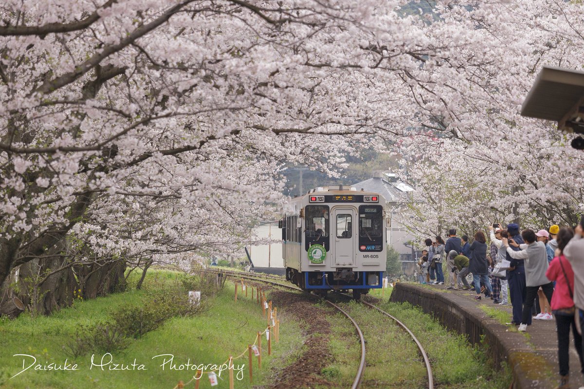 Daisuke 17浦ノ崎駅の桜まとめ 今年桜スポットはかなりの数回りましたが その中でもお気に入りの場所の一つです 撮影者のマナー問題はありますが 来年も撮影できたらいいな Sakuradelic 浦ノ崎駅 桜 伊万里 佐賀