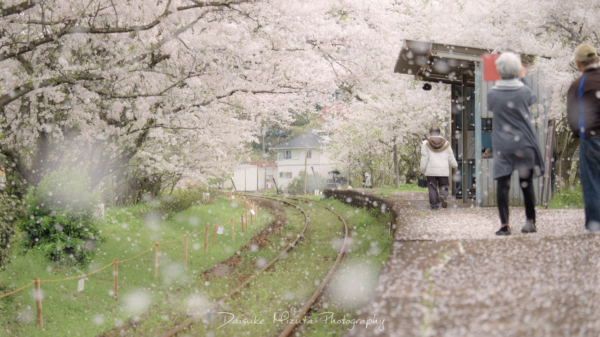 Daisuke 17浦ノ崎駅の桜まとめ 今年桜スポットはかなりの数回りましたが その中でもお気に入りの場所の一つです 撮影者のマナー問題はありますが 来年も撮影できたらいいな Sakuradelic 浦ノ崎駅 桜 伊万里 佐賀
