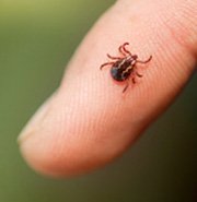 MourierPest's tweet photo. Bed bugs are parasitic insects of the cimicid family that feed exclusively on blood. A number of adverse health. https://t.co/tFcsLEKv5W
