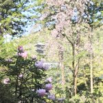 ツイートに含まれる画像