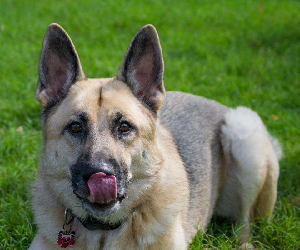 GSDXander's tweet photo. Hey @Wendys, this is the face I make when mom and dad give me one of their nuggets. You should give those away as treats. ;-) https://t.co/sWLWcZe0zT
