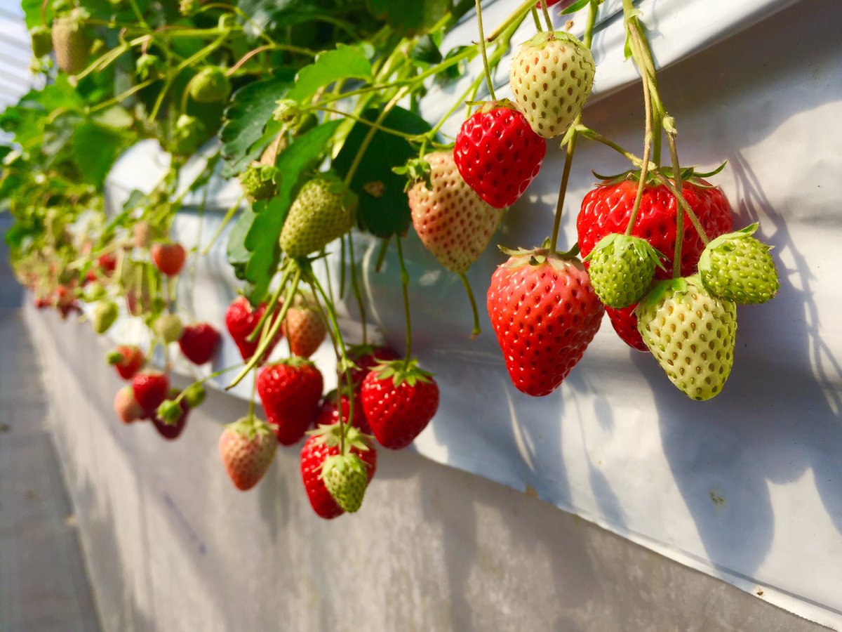 中村亮太 マンモスいちご園到着 時間無制限で食べ放題 紅ほっぺ おいcベリー かおり野 三種を心ゆくまで食べ尽くせ いちご マンモスいちご園 食べ放題