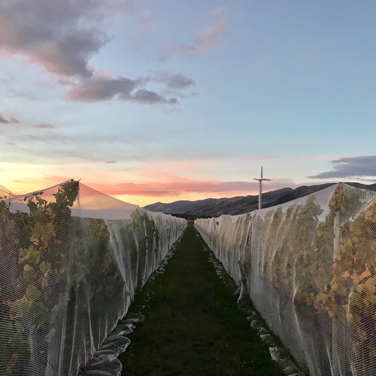 maori_point's tweet photo. Happy harvesting 🍇😊. 
#nzwine #pinotnoirNZ #centralotago #lovewanaka #nzv17 #lovewanaka #pinotgris https://t.co/5ZwKsfRBns