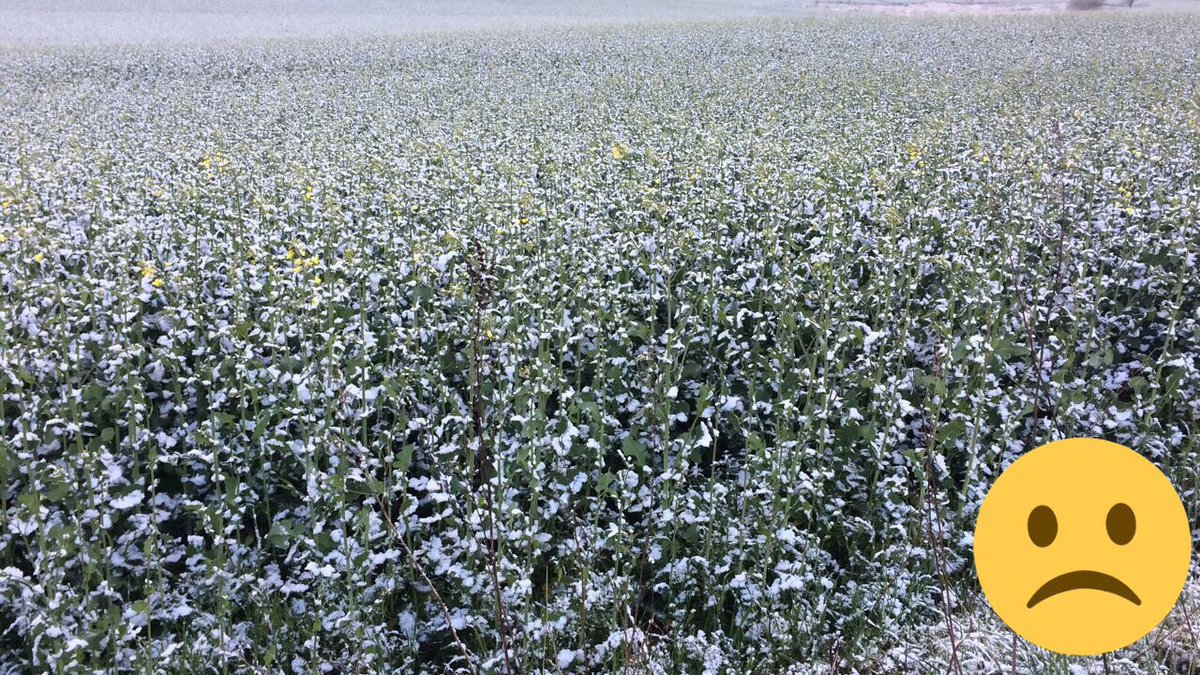 #plant17 Rapeseed (Canola) in northern Germany: Frost/ Flowering > yield?