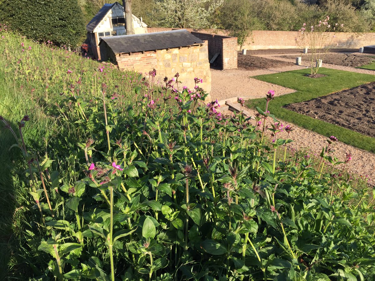 Edgar Design (@edgar_design_) on Twitter photo Planted in mid-August last year, the <a href="/wildflowerturf/">Wildflower Turf Ltd</a> is really coming on this year #gardening #wildflowers #morning Planted in mid-August last year, the <a href="/wildflowerturf/">Wildflower Turf Ltd</a> is really coming on this year #gardening #wildflowers #morning