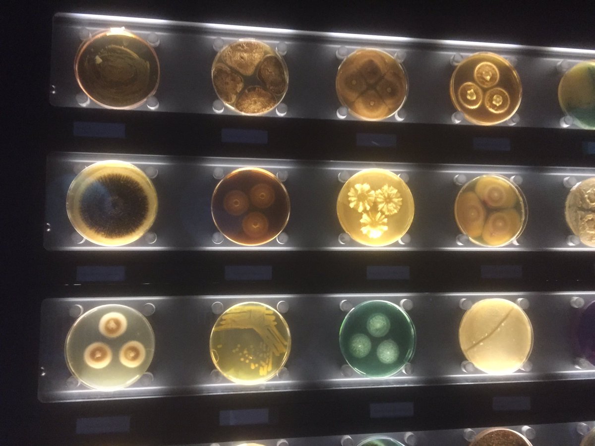 A wall of fungal colonies at the Micropia microbiology museum in Amsterdam. Fabulous.
