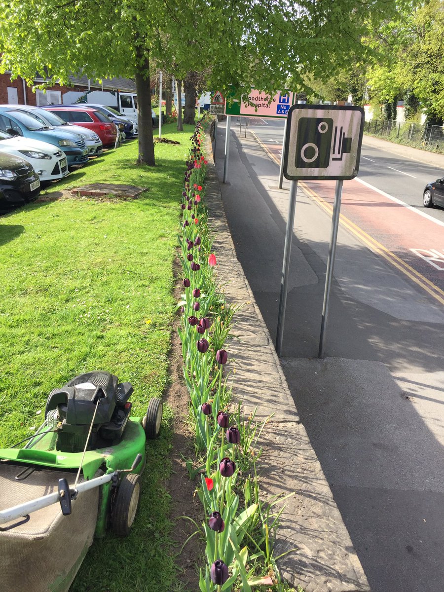 Trees&allThingsGreen (@treesandallthin) on Twitter photo 