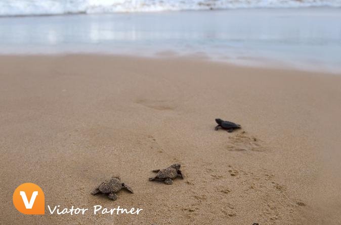 ViatorPartner's tweet image. Sea Turtle Release in Puerto Escondido!
Book today: partner.viator.com/en/13524/tours… #PuertoEscondido #Mexico
