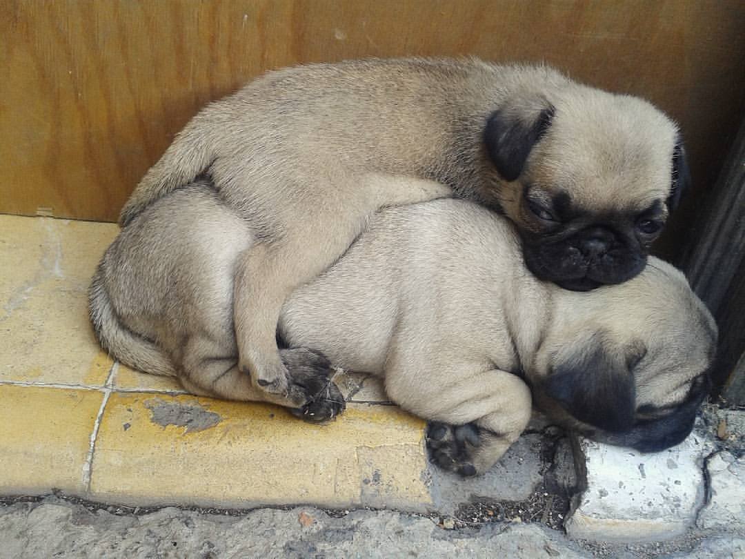 PugDailyClub's tweet image. What a cutie!✌️

All credit goes to the owners 💝 Tag if you know them 💝

#pugdaily #pugs #pug #cute #puglover