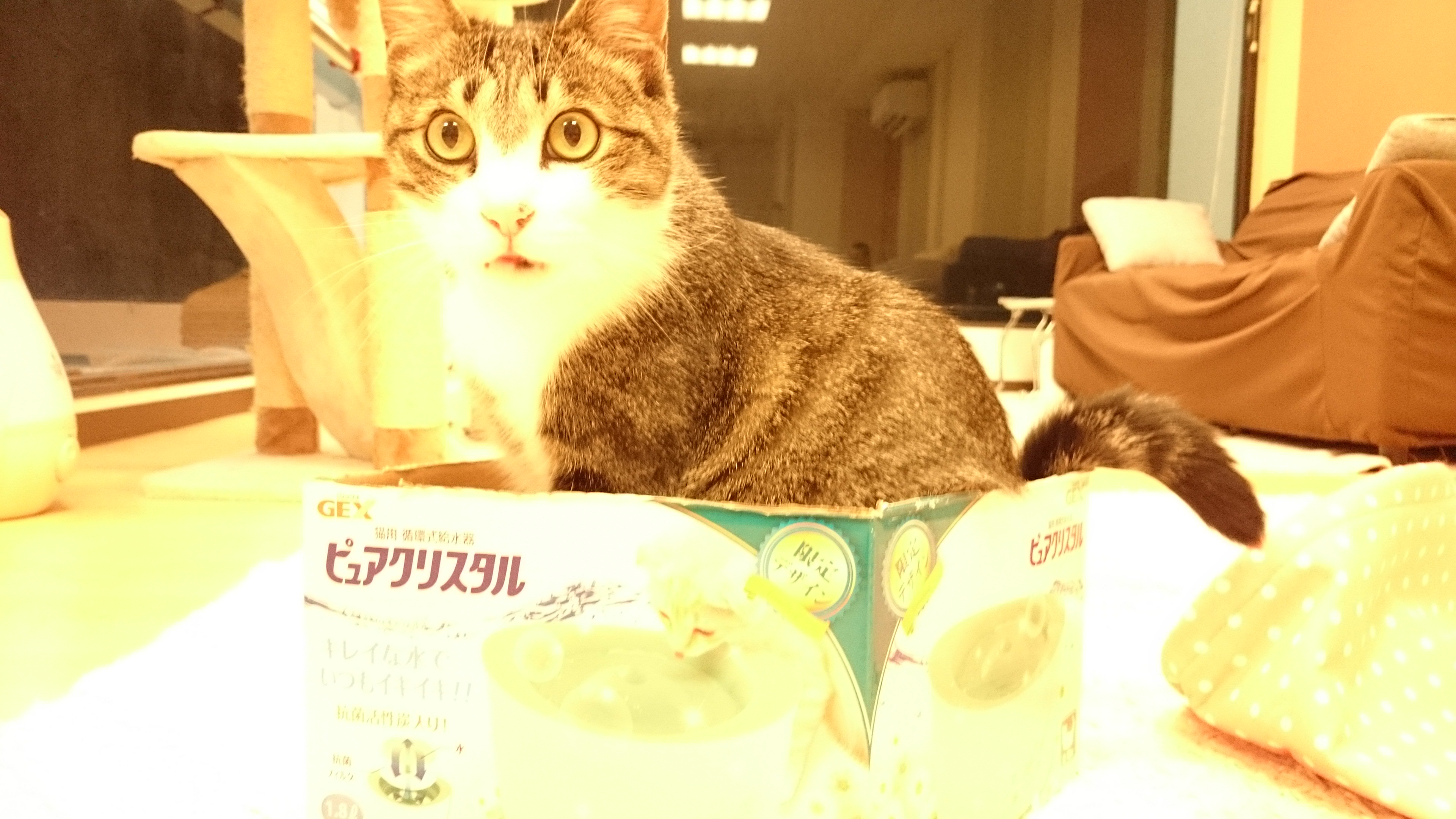 猫カフェ 猫とお茶 最近お店で流行ってる猫のおしり叩き 笑 しっぽの付け根辺りを手で少し強めにトントンと叩くと猫が悶え喜びます W たまに もっと叩いて と ねだってくることも 艸 おしり叩きが好きなのは梅夫 チロ ボス サナ ボス