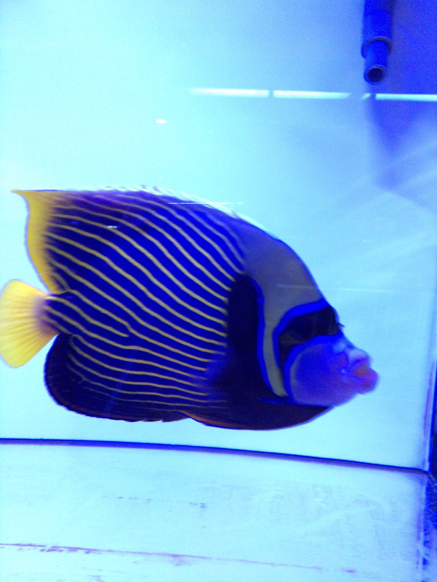 熱帯魚 アクアショップ イブ Sur Twitter 海水魚入荷しました ワイルド カクレクマノミ タテキン23cm イナズマヤッコ ウズマキ サザナミヤッコ ルリヤッコ ナンヨウハギ キイロハギ 本モンガラ イエローコリス スカンクシュリンプ ミズタマハゼ ハリセンボンs