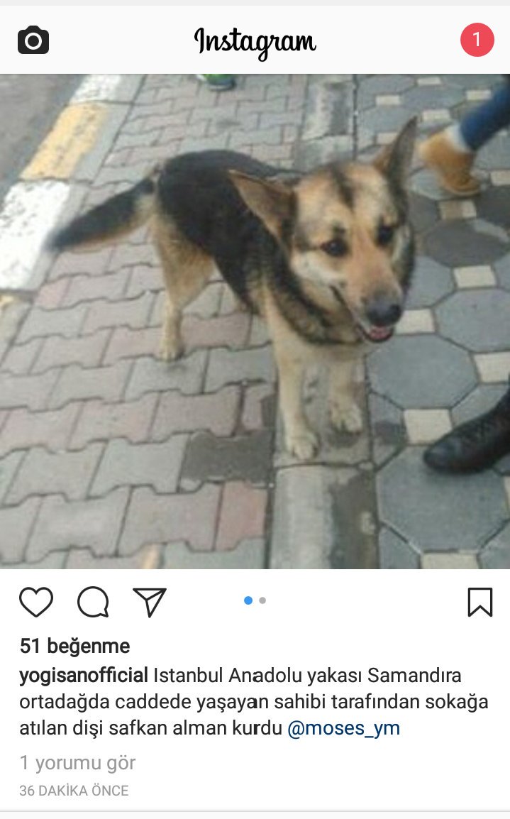 Leylaltn's tweet photo. SAHİBİ SOKAĞA ATTI❕#İstanbul #Samandra #Ortadağ'da CADDEDE😔DİŞİ ALMAN ÇOBAN KÖPEĞİ❕İLETİŞİM:(INSTAGRAM➡@moses_ym) @zerqddt @hayhaksaygi 👇 https://t.co/n6rwkPJVlO