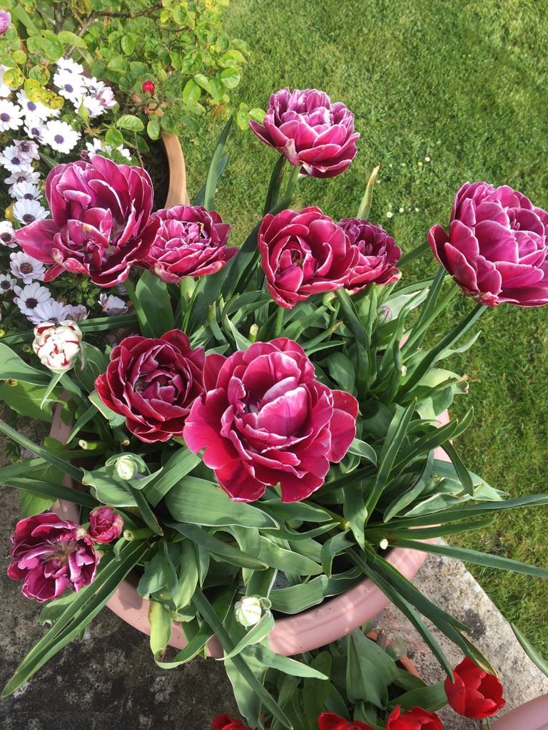 BankHouseBnB's tweet photo. Awaiting exciting parcels from @plants_to_plant and David Austen roses - shame I have bathrooms to clean #ratherbegardening #bnbtalk https://t.co/zhmnCmQKxY