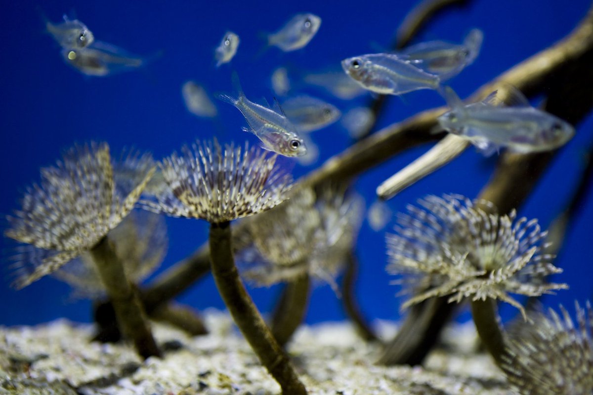 iventure_sa's tweet photo. Take the kids to the #TwoOceansAquarium in #CapeTown and have some fun with all the colourful creatures https://t.co/JLYjiitX2I