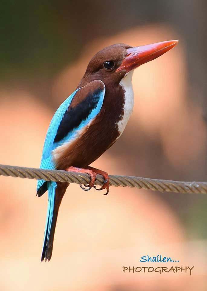 saw1ant's tweet photo. #Goa birds https://t.co/sII9U6fkS4