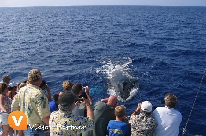 ViatorPartner's tweet image. Mid-Morning Whale Watch from Kawaihae Harbor!
Book today: partner.viator.com/en/13524/tours… #Kawaihae #United States of America