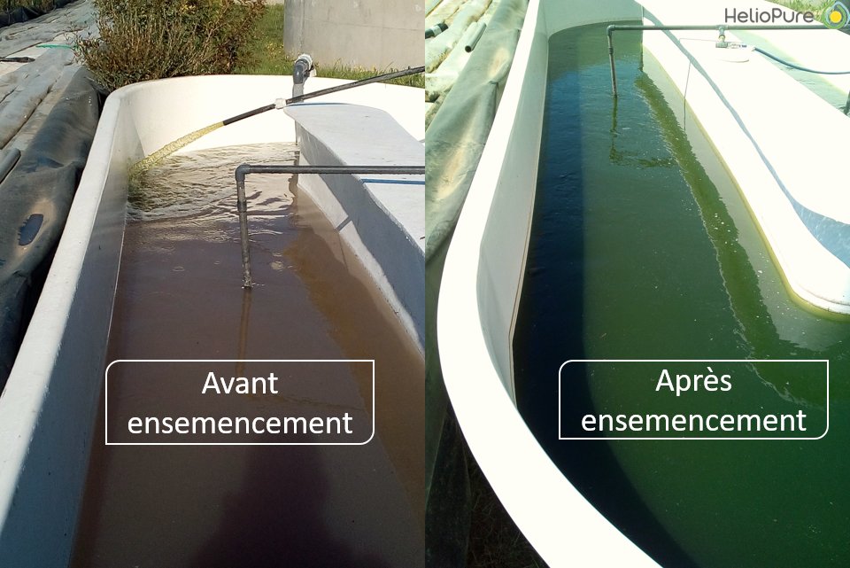 Helio Pure tweet media