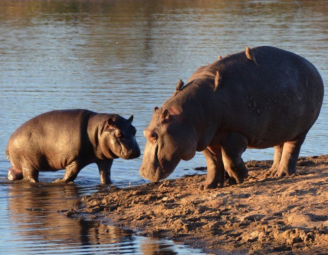 ZOPublications's tweet photo. WATCH: Richards Bay hippo takes on vehicle
https://t.co/v43M8urmgb #hippo #Zululanders https://t.co/yMRv77pmhx