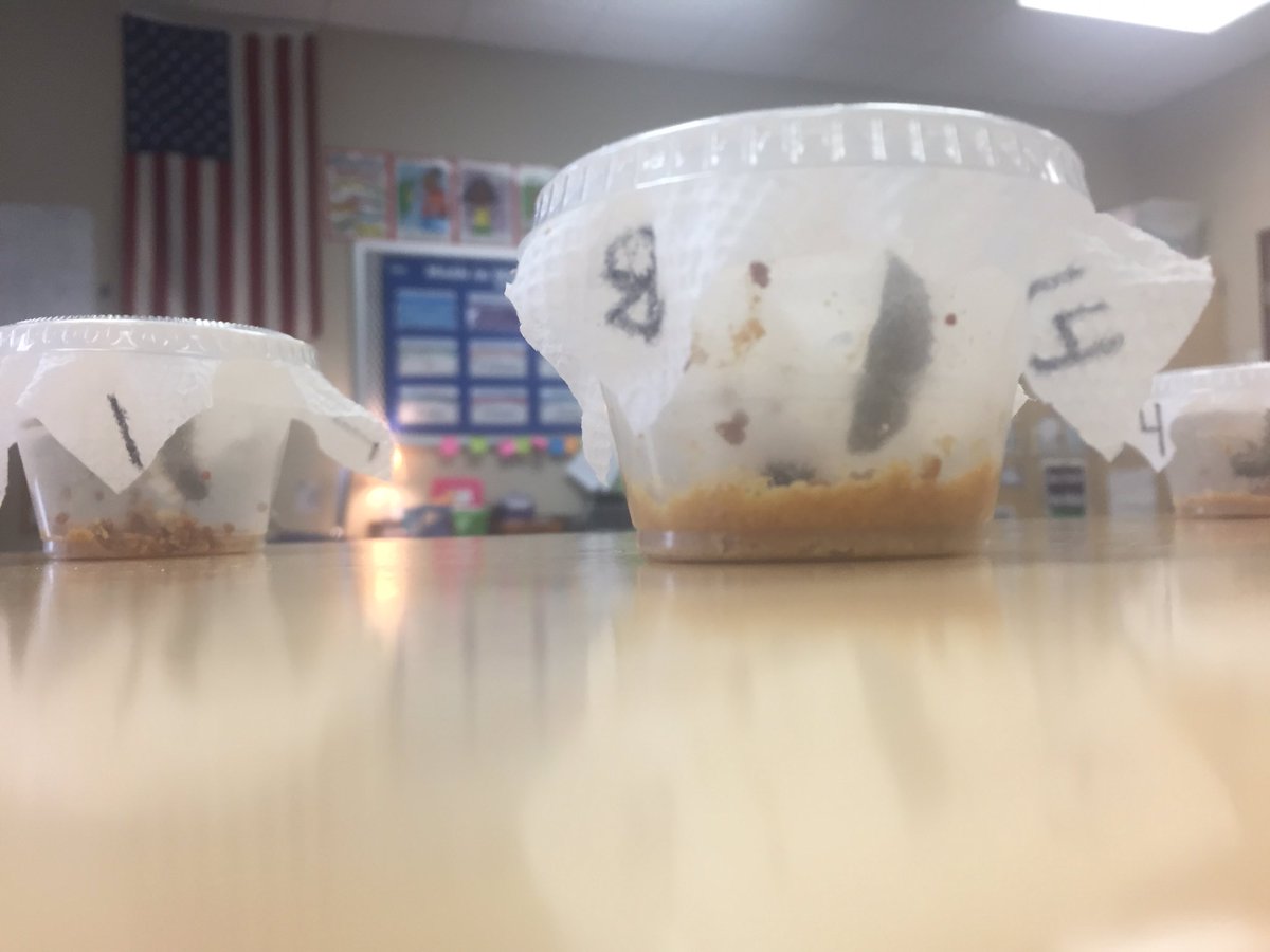 HSSD_mirazygi's tweet photo. It's going to be an exciting day in second grade!! πβ‘οΈπ¦#BHsailors #lifecycle #jshape https://t.co/rVllyfHT18