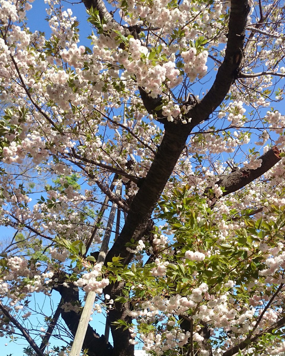 Aurinco Artist Designer Twitterissa 染井吉野桜が終わりかけた頃に満開の八重桜 薄紅色で八重咲きなので華やかです 種類は松月桜か楊貴妃桜あたりではないかと 植物1つ1つ 種類があり個性があるということに大人になって気づきました やっぱり日本の春は