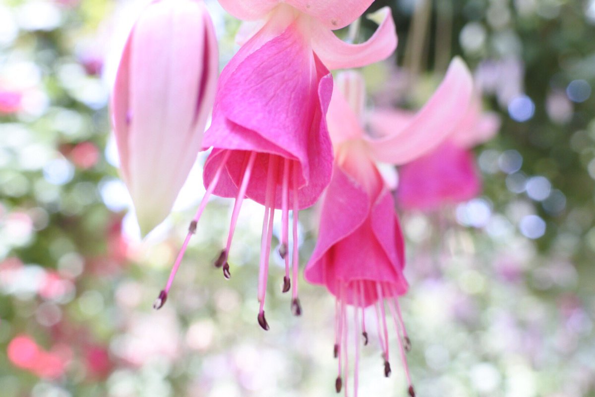 毛玉の抜け殻 Barurun71 Twitter