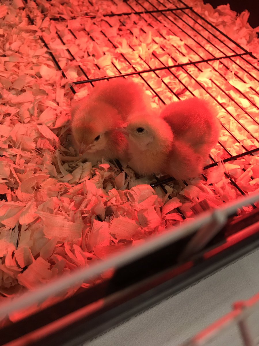 Mrs. Diana Lucci tweet media