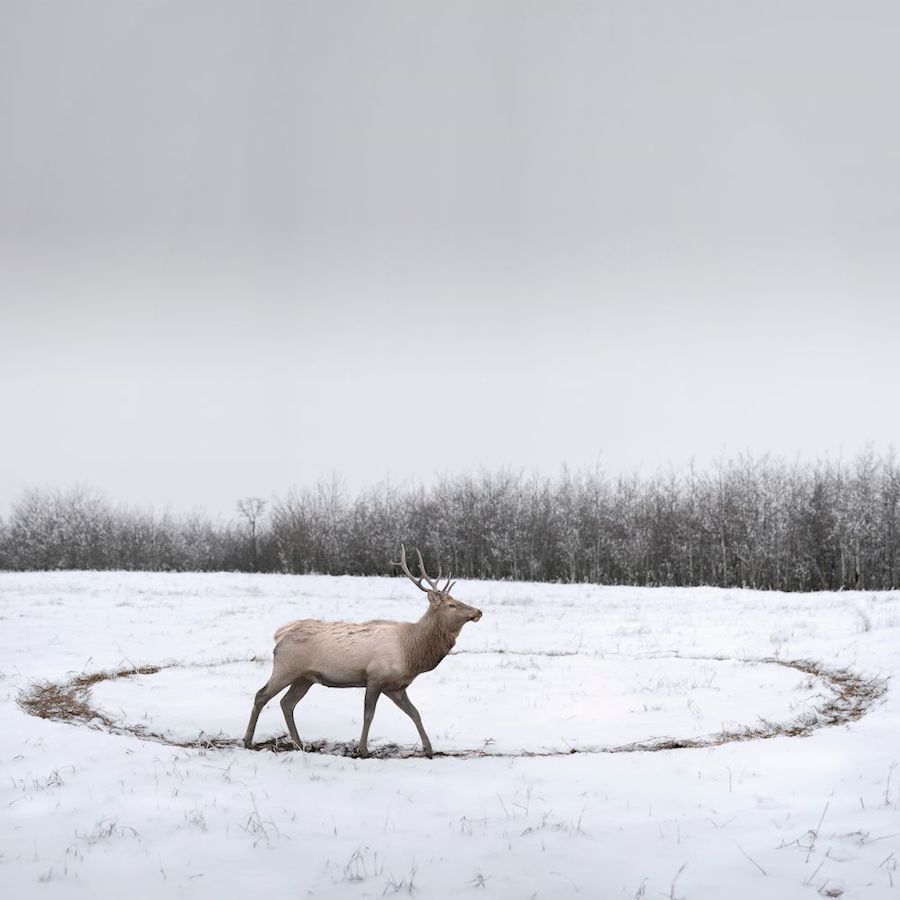 fusher's tweet image. Incredible Series Between Men and Nature ift.tt/2pRF4N3