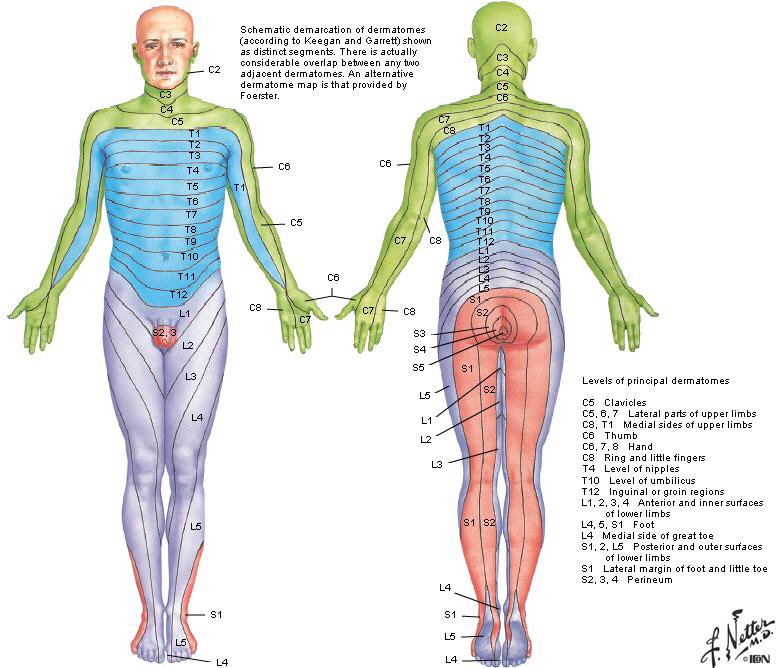 Lumbar Spine Dermatome Chart