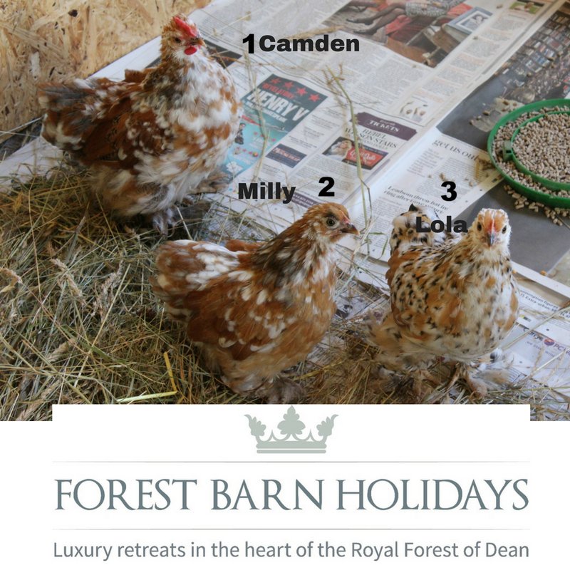 We don't have penguins for #WorldPenguinDay but we do have #chickens! bit.ly/ForestBarns