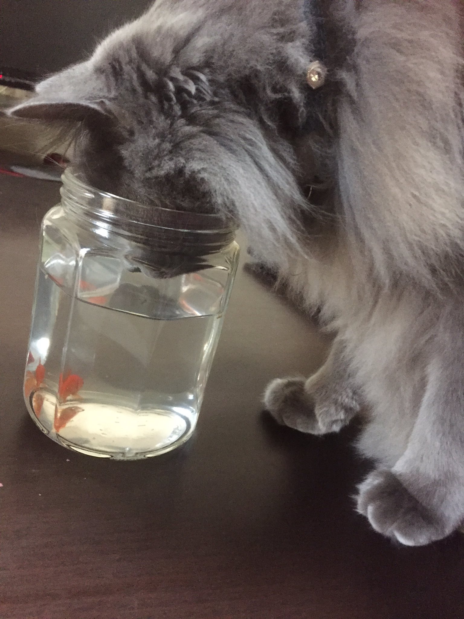 猫のテル君 お口が奇形でみんなと一緒にご飯が食べられない金魚さんのご飯タイムを邪魔しちゃダメですよ テル君 猫好き 猫好きさんと繋がりたい 猫と金魚 T Co Tgro8silcc Twitter