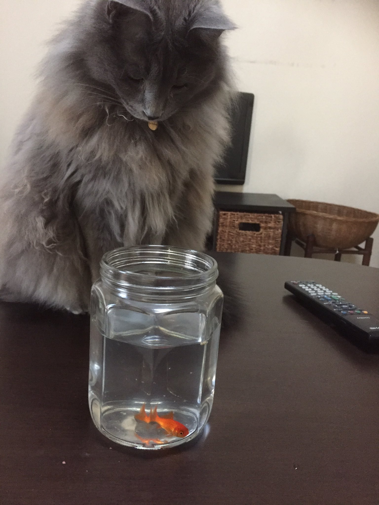 猫のテル君 お口が奇形でみんなと一緒にご飯が食べられない金魚さんのご飯タイムを邪魔しちゃダメですよ テル君 猫好き 猫好きさんと繋がりたい 猫と金魚 T Co Tgro8silcc Twitter