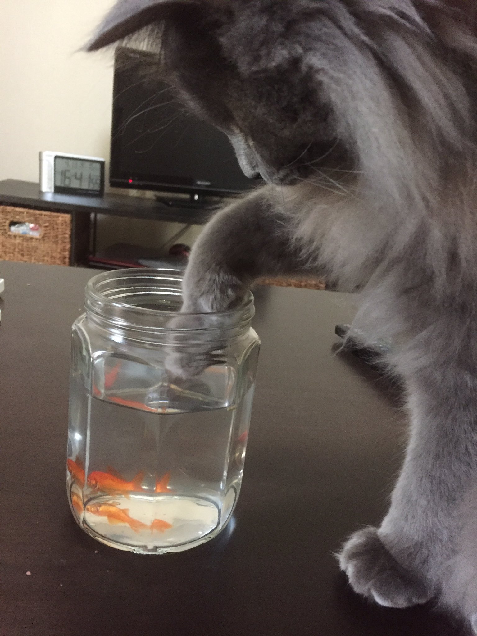 猫のテル君 お口が奇形でみんなと一緒にご飯が食べられない金魚さんのご飯タイムを邪魔しちゃダメですよ テル君 猫好き 猫好きさんと繋がりたい 猫と金魚 T Co Tgro8silcc Twitter