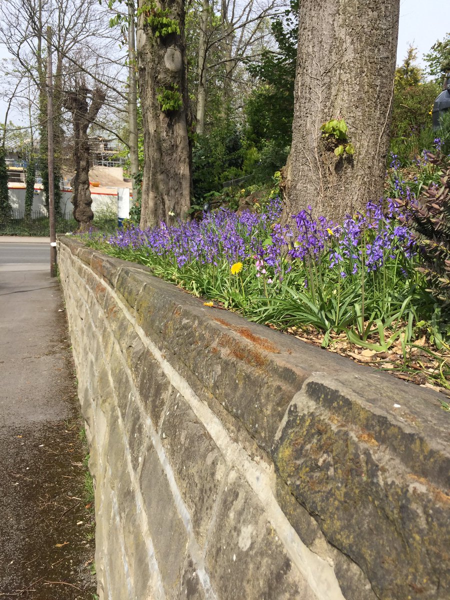 Our mini bluebell woodland is helping to care for the bee population <a href="/The_Woodthorpe/">Woodthorpe Hospital</a>. Every plant and shrub helps. #beeaware #beeplants