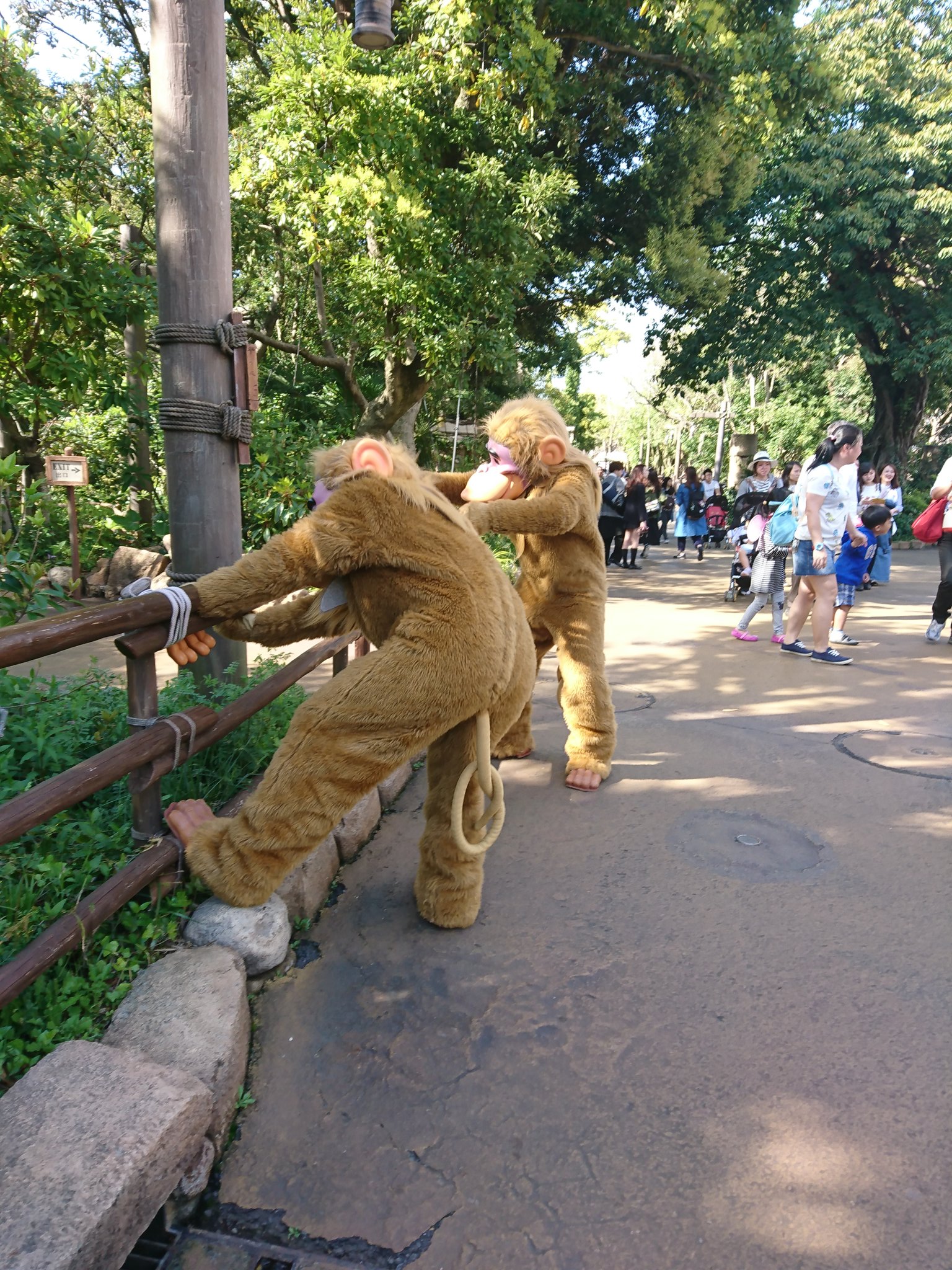 ただただ面白い岩ちゃん ディズニーシー 思いの外 お猿さんだらけでした ディズニーシー 平日 猿山 T Co Wvdyuuzp9x Twitter