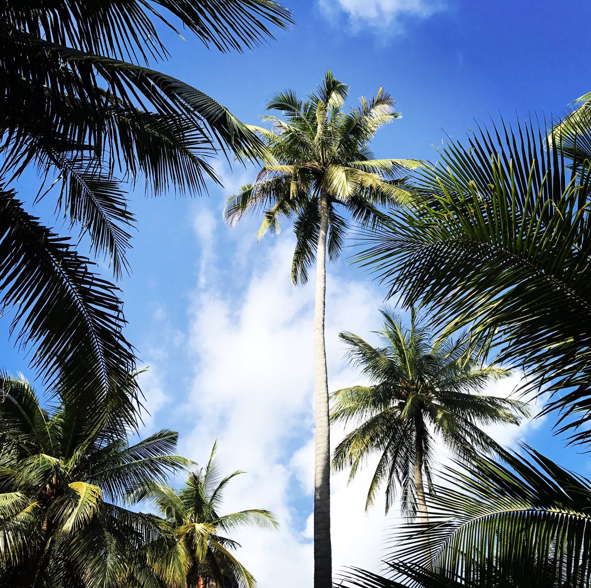 robsoar's tweet image. 🌴---------------- 🏃🏽