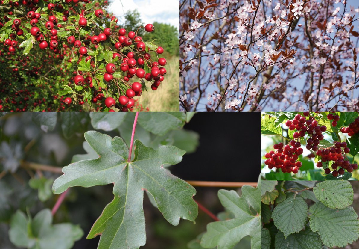 PerrieHale's tweet photo. Looking for some hedging plants for spring planting? We have a variety of species to suit your needs https://t.co/o3CFj88KvL https://t.co/UEgk1vRFkv