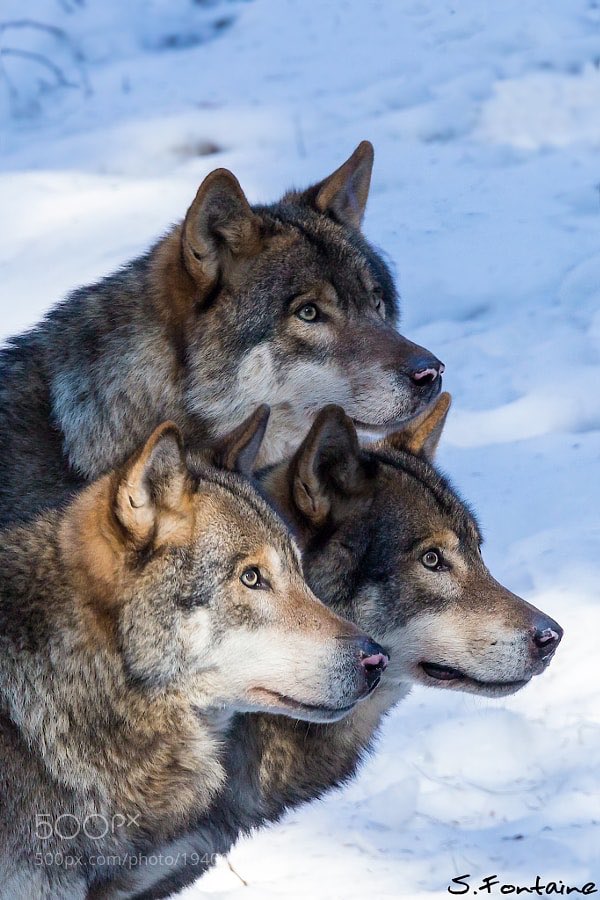 KaalGroup's tweet photo. @rotrujo @nkDarkDrgmailc1 @28e5428febd7466 @Iha_Skuye GA #Pack - blessings and prayers #PowerOfThePack May the #WolfSpirits be with you always https://t.co/XnYCa0Mduz