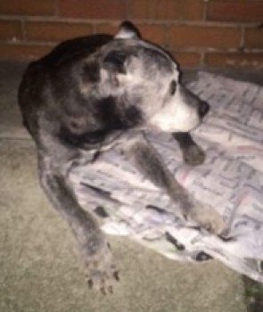 HunnyJax's tweet photo. Sighted 18/4 &amp; reported as Limping ☹️PLEEZ RT
...https://t.co/d1tAv0qGrJ … …
#Staffie ELDERLY #Missing #Toxteth area https://t.co/liCztEtJRe https://t.co/R1pRW8M0kE