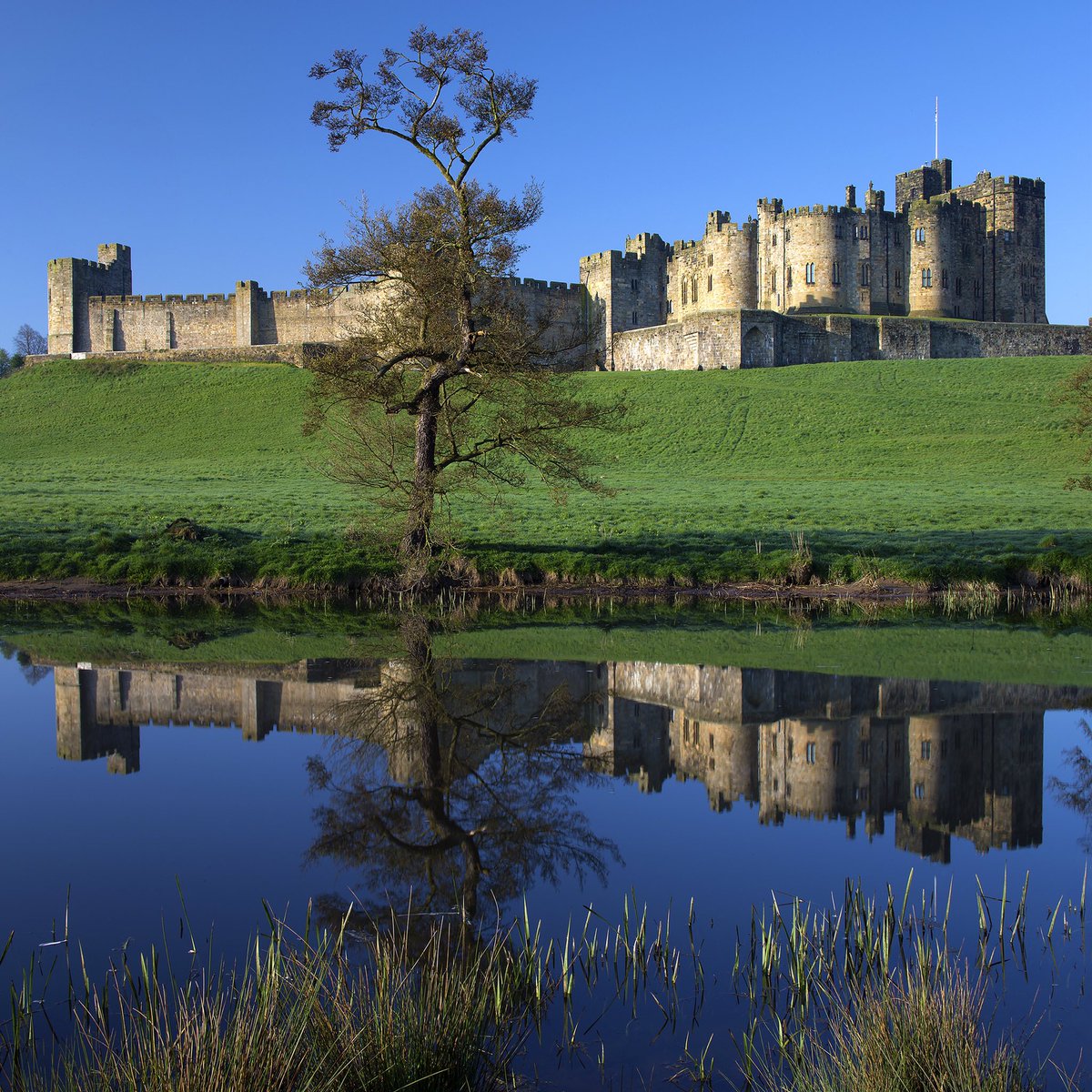 Mirror Monday morn on the pastures with some throughly bribed mallards @VisitNland @alnwickcastle @moreAlnwick @VisitAlnwick @VisitEngland