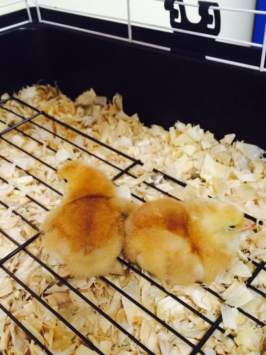 Anna Rudowsky tweet media