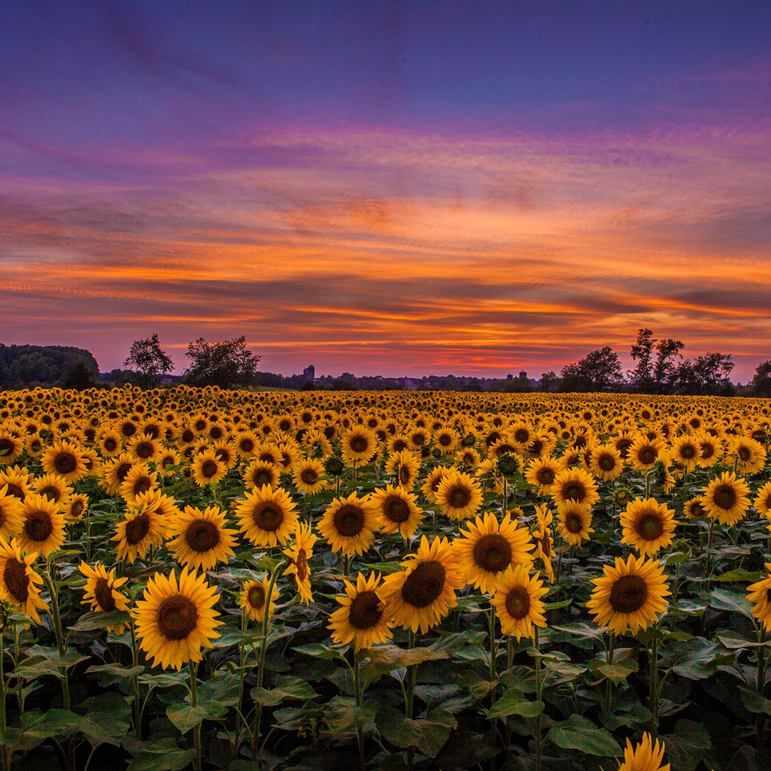 Sunflower Sunset in Hillsborough, New Jersey | Photography by ©Anthony Quintano