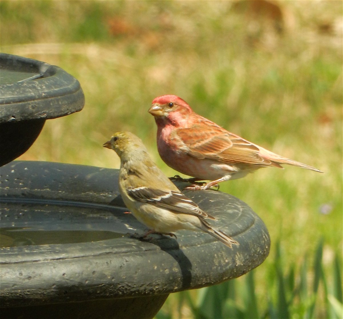 Birdbath buddies #goldfinch #redhousefinch