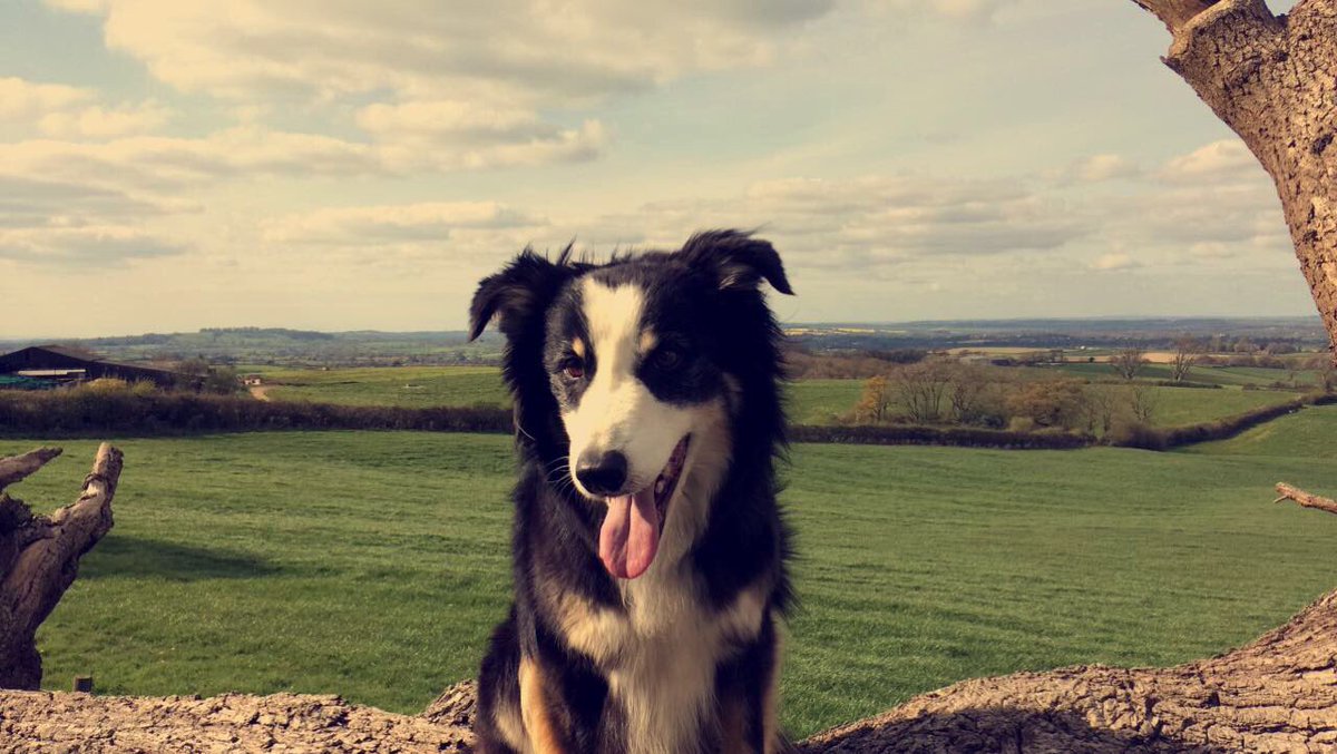 Elizabethkopp01's tweet image. Lovely day in the sunshine 🤙🏼🌞