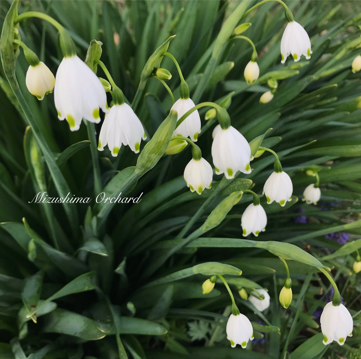 Mizushimaorchard すずらん水仙 小さなランプのような花 テーブルに飾ってもすごく可愛いです 癒されます 花 球根花 春の花 すずらん水仙 スノーフレーク 庭 ガーデニング ねこ Ilovecat 水島農園 長野 Nagano T Co Bg6rf3bfup