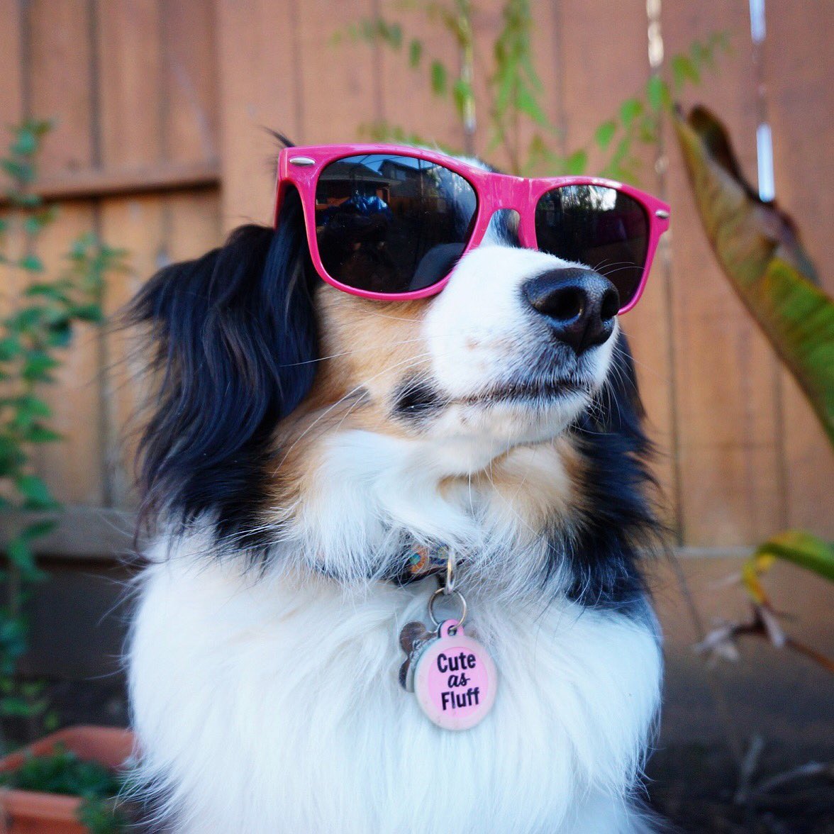 LillytheAussie's tweet photo. Handling this #humpwednesday like a boss. #dogsoftwitter @buybadtags @dogcelebration #dogs #cutepets #onfleek #cuteaf https://t.co/V6KDpRt9xu